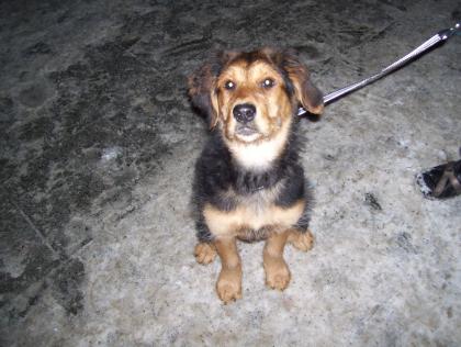 Ich habe einen Golden Retriever,Schäferhund,Labrador Mix  Weibchen 15 wochen alt