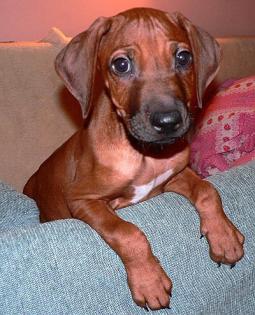 Wunderschöne reinrassige Rhodesian Ridgeback Welpen 