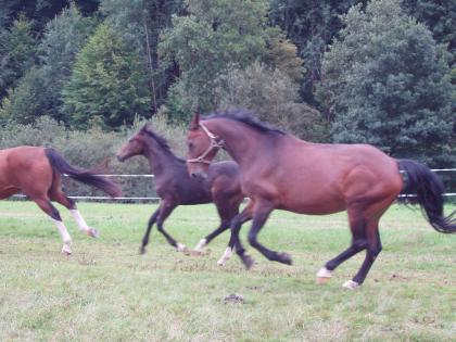 Biete Rb an drei braven Warmblütern in 97782 Wolfsmünster