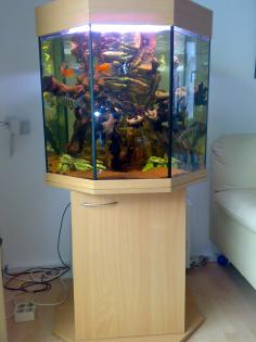 Achteck Aquarium komplett