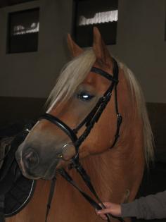 Biete Reitbeteiligung auf Haflinger