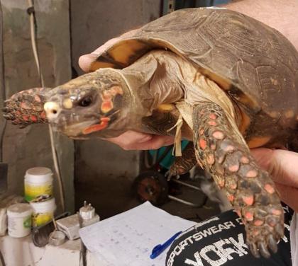 Köhlerschildkröte Chelonoidis carbonarius Weibchen