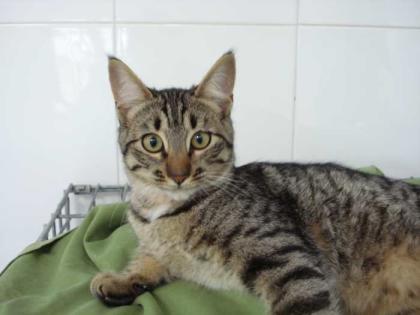 3 Katzenkinder-Tigerkater-Deleste