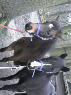 2 REINRASSIGE WESTFÄLISCHE REITPONY(mutter und tochter) ZUVERKAUFEN SONST KOMMEN