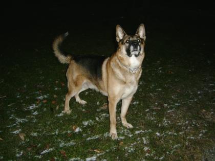 DECKRÜDE Deutsche-Schäferhund suchen weiblich...