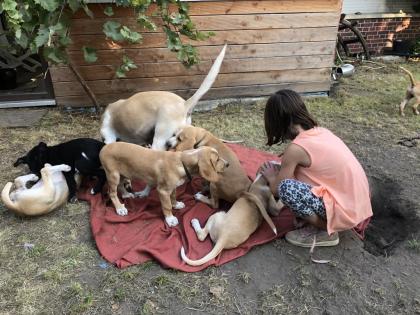 Labrador Mischling Welpen