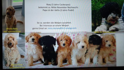 Cockapoo    