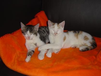 Zwei süße Katzen zu verschenken