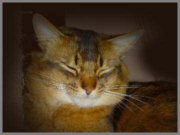 Somalikater wildfarben 