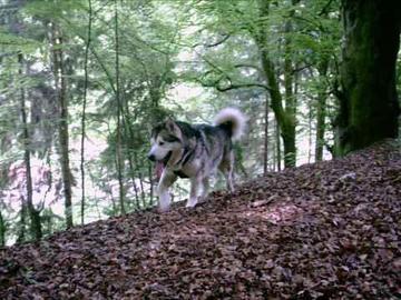 Malamute ( Husky ) 