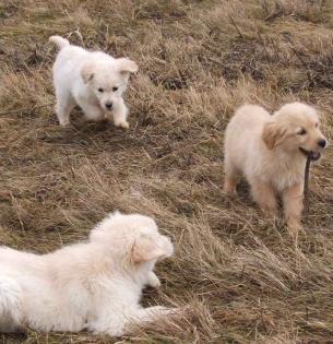 Golden Retriever Welpen m.P.