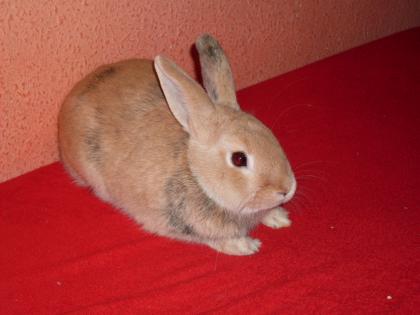 Süßer kleiner Kastrierter Hase
