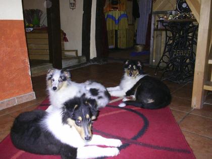2 wunderschöne Colliewelpen   Rüden  ,