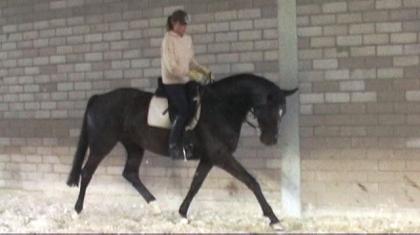 Biete kostenlose Reitbeteiligung im Westerwald