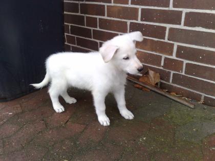 Schöne Saarloos (Wolfshund)- Schäferhunde Mixe 8 Wochen