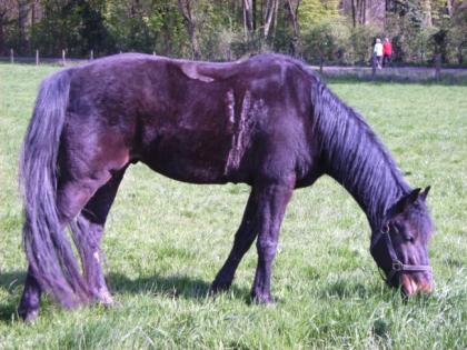 11-jähriger Traber-Wallach zu verkaufen