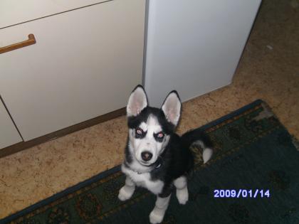 Verkaufe sehr süsse Husky-Welpin!!!