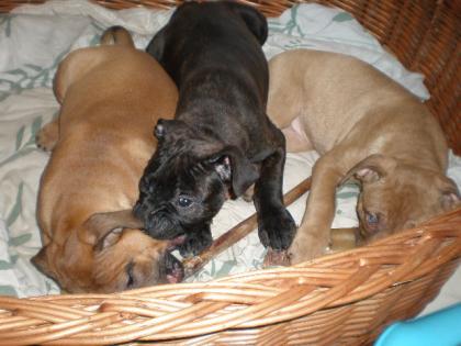 Südafrikanische Bulldogge (Boerboel-Mix)