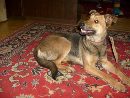 Tasya,ein Goldschatz von einem Hundemädchen sucht ein Zuhause