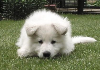 Weisser Schweizer Schäferhund   Welpen zum Verkauf