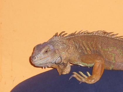 Hallo bin dringend auf der suche nach einem zuhause für mein leguan weibchen 4 j