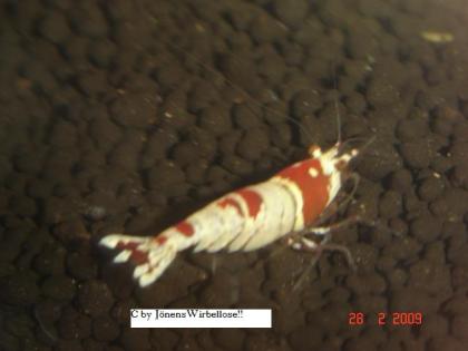 Originale red u black bees Hochzuchten,,,usw,,