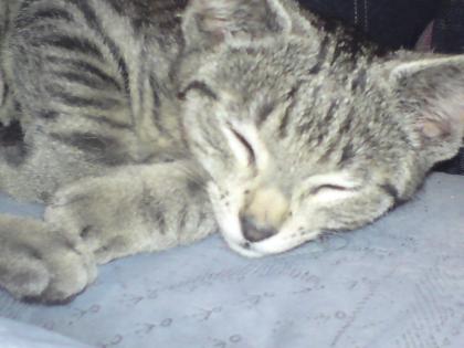 9 Monate alter Braun  schwarz Getigerter Kater sucht  neues Zuhause 