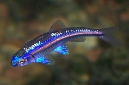 Regenbogenelritze Notropis Chrosomus Rainbowshiner