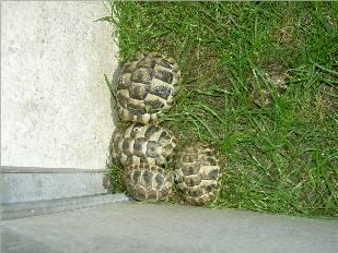 Verk. griechische landschildkröten2021