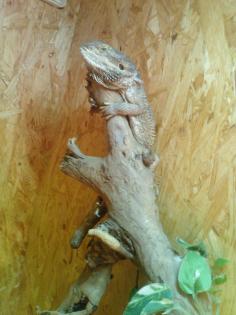 1 Bartagame zu Verschenke 30cm lang SÜNNA 36404