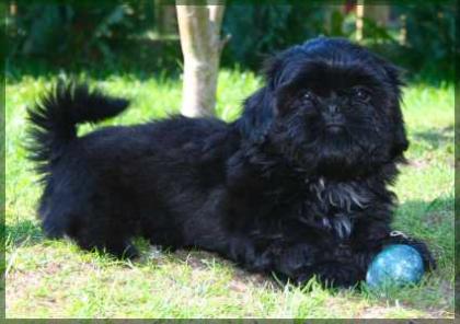 Lackschwarzer Shih Tzu Welpe Fin Fin (VDH/FCI)