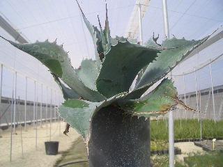 Agave ovatifolia ( Winterhart )