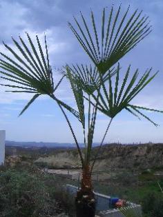 Trachycarpus wagnerianus  bis -18  C