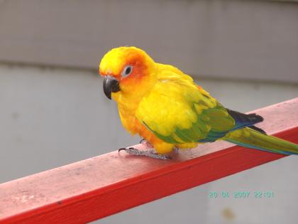 Sonnensittich gesucht