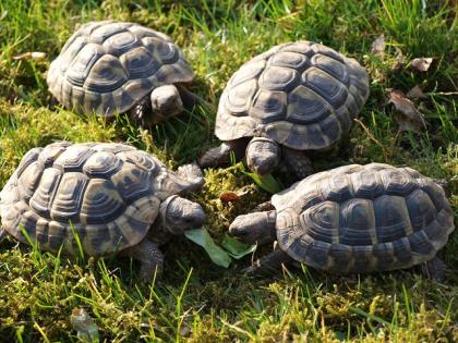 1,0,3 Testudo hermanni boettgeri