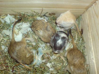 Wüstenrennmäuse / Gerbils