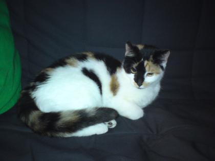 Süße,kleine Tricolor-Katze zu verschenken