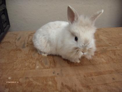 NESTJUNGE HASENKINDER IM ALTER VON 6 1/2 WOCHEN!!!