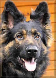 Altdeutsche Schäferhunde-Welpen-keine Zwingeraufzucht