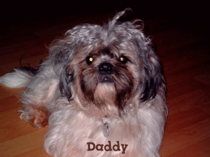 Shih tzu Deckrüde  ( KEIN VERKAUF )