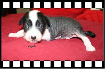 Chinese-Crested-Dog Welpen