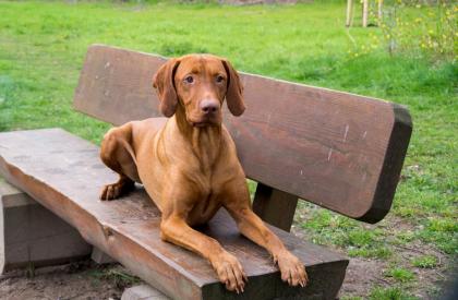Magyar Vizsla Deckrüde *Parcifal vom Starkenbrunnen* *Kein Verkauf*