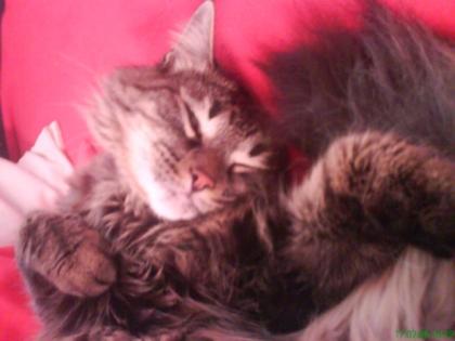 Norwegische Waldkatze 3 Jahre alt für 200 euro ab zugeben 