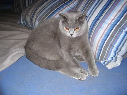 Britisch Kurzhaar Kater Nemo und Charly