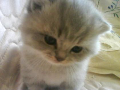 Süsse BKH Kurzhaar Kitten(männlich)