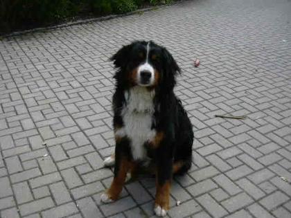 Berner Sennenhund