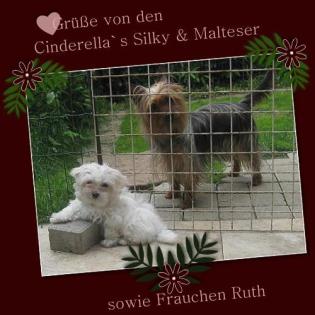 Cinderella s Malteser   Silky s