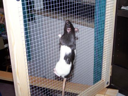 2 Männliche Ratten zu verschänken mit oder ohne Käfig