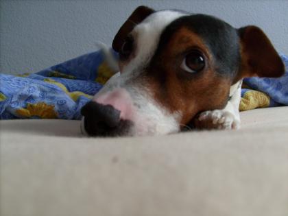 Jack-Russel-Terrier 4 Jahre alt zu verkaufen
