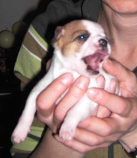 Chihuahua – Welpen abzugeben! weiblich